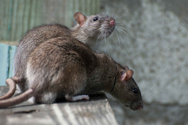 Ratten bekämpfen